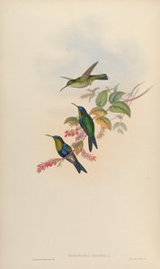 Thalurania colombica door John Gould